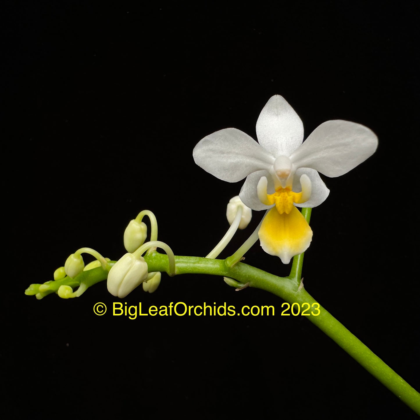 Phalaenopsis equestris var. aurea x sib