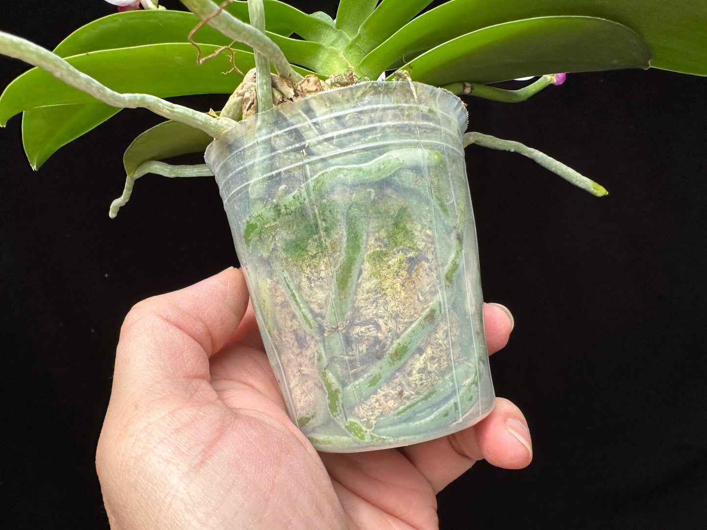 Phalaenopsis Liu's Berry 'Trinity' (Peloric)
