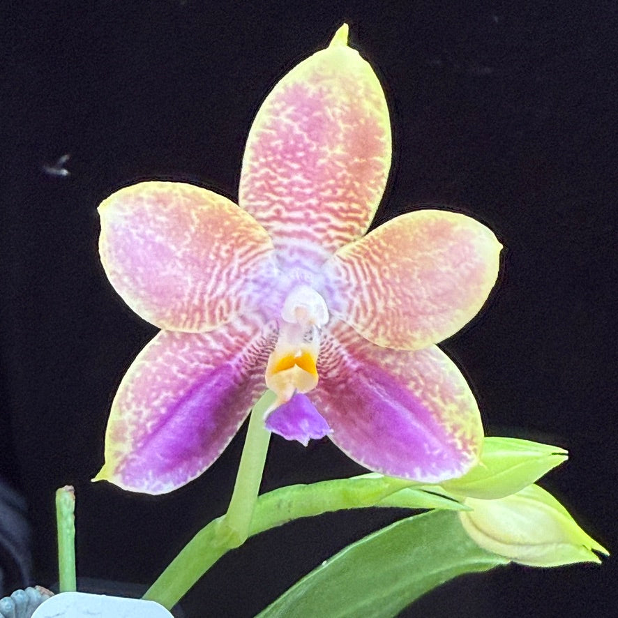 Phalaenopsis Mituo Purple Dragon x Mituo Purple Star 250517 Flowering - seed grown