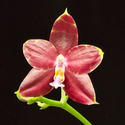 Phalaenopsis Yin's Hazel King 230710