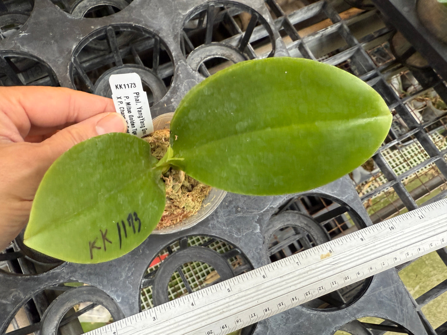 Phalaenopsis YangYang Green Tiger - Seed Grown