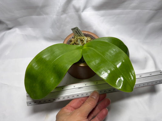 Phalaenopsis Equalacea 'DJ Blue' Spiking