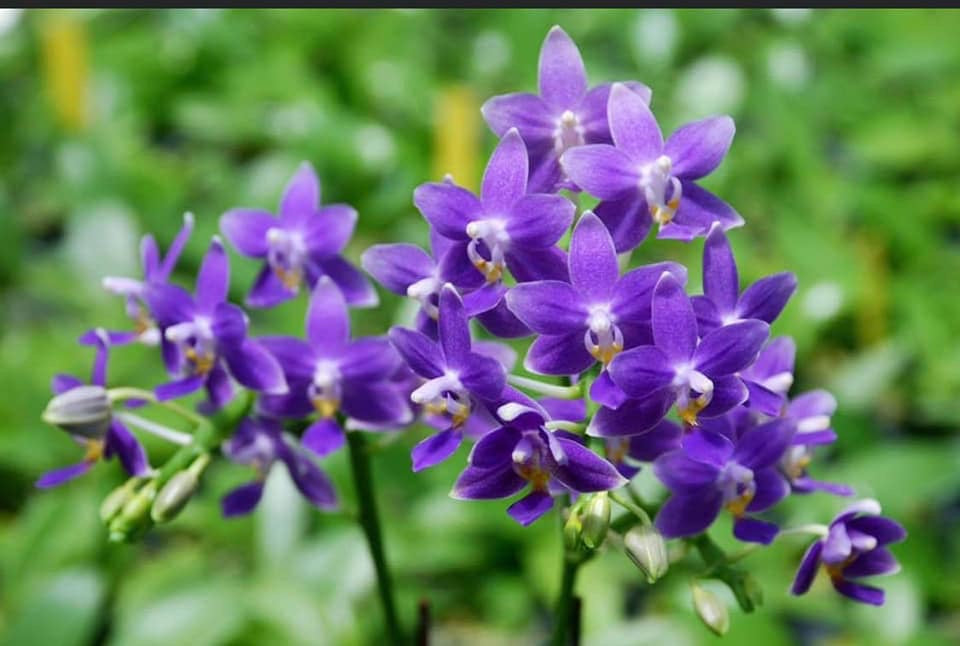 Phalaenopsis Equalacea 'Blue' 260611 Flowering