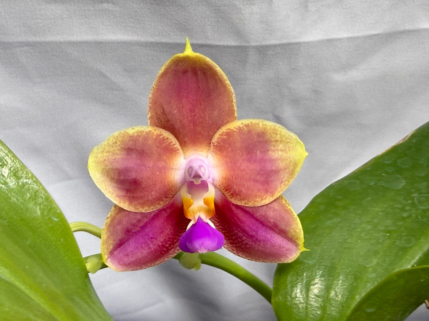 Phalaenopsis Joy Spring Canary 'Orange' Fragrant 260626 Flowering