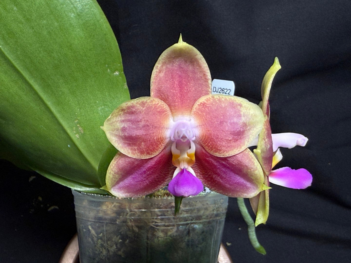 Phalaenopsis Joy Spring Canary 'Orange' Fragrant 260713 Flowering