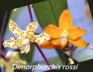 Dimophorchis rossii x self