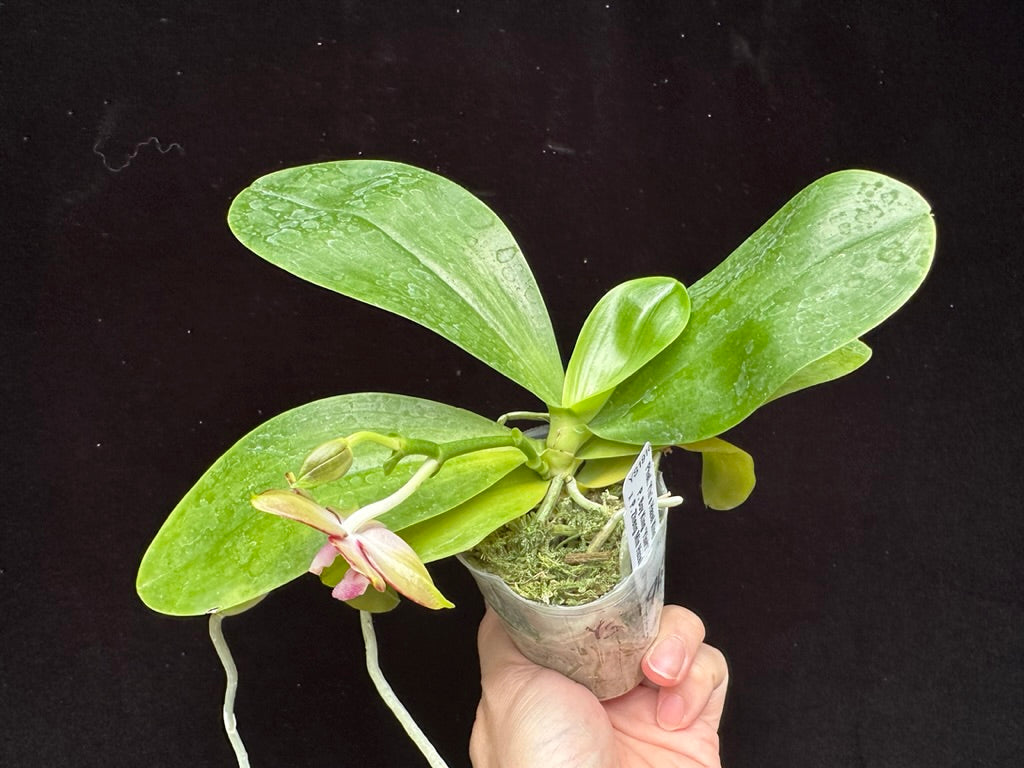 Phalaenopsis Yin's Hazel King 230915 Flowering