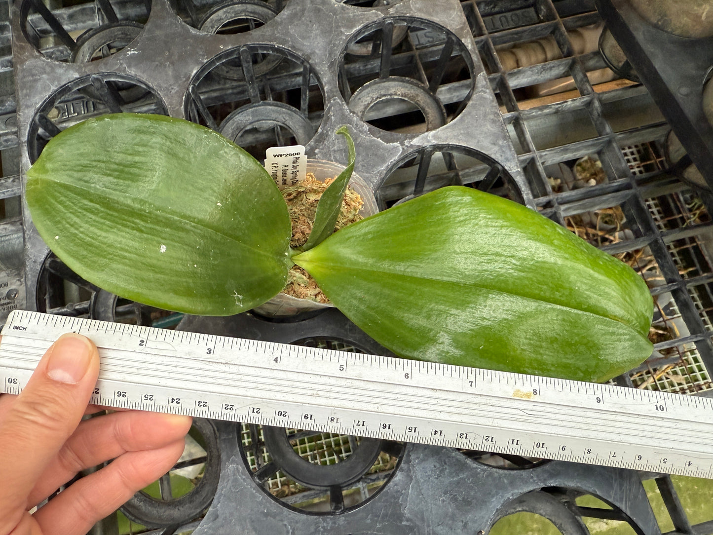 Phalaenopsis Joy Spring Canary 'YA#7'
