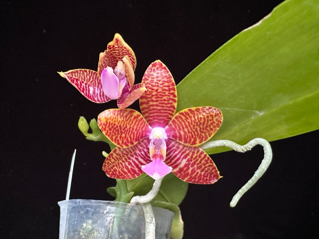 Phalaenopsis Yin's Tyrannosaurus Beauty - Seedling