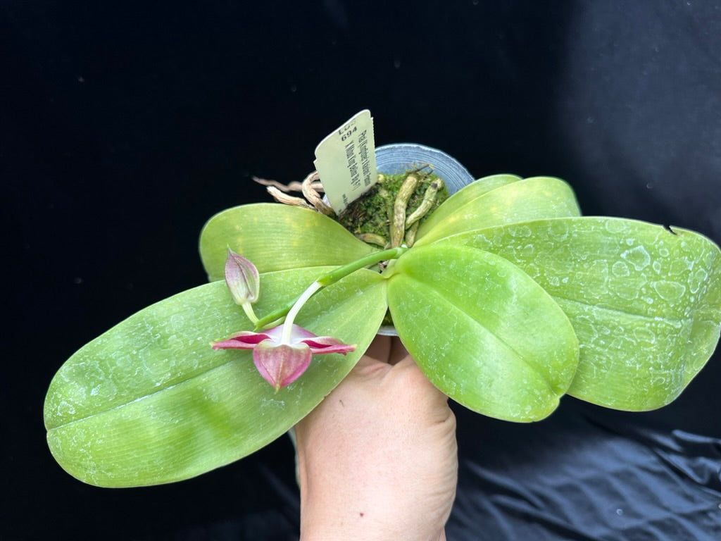 Phalaenopsis (KF Kaiulani Passion x Mituo King Bellina) 230611