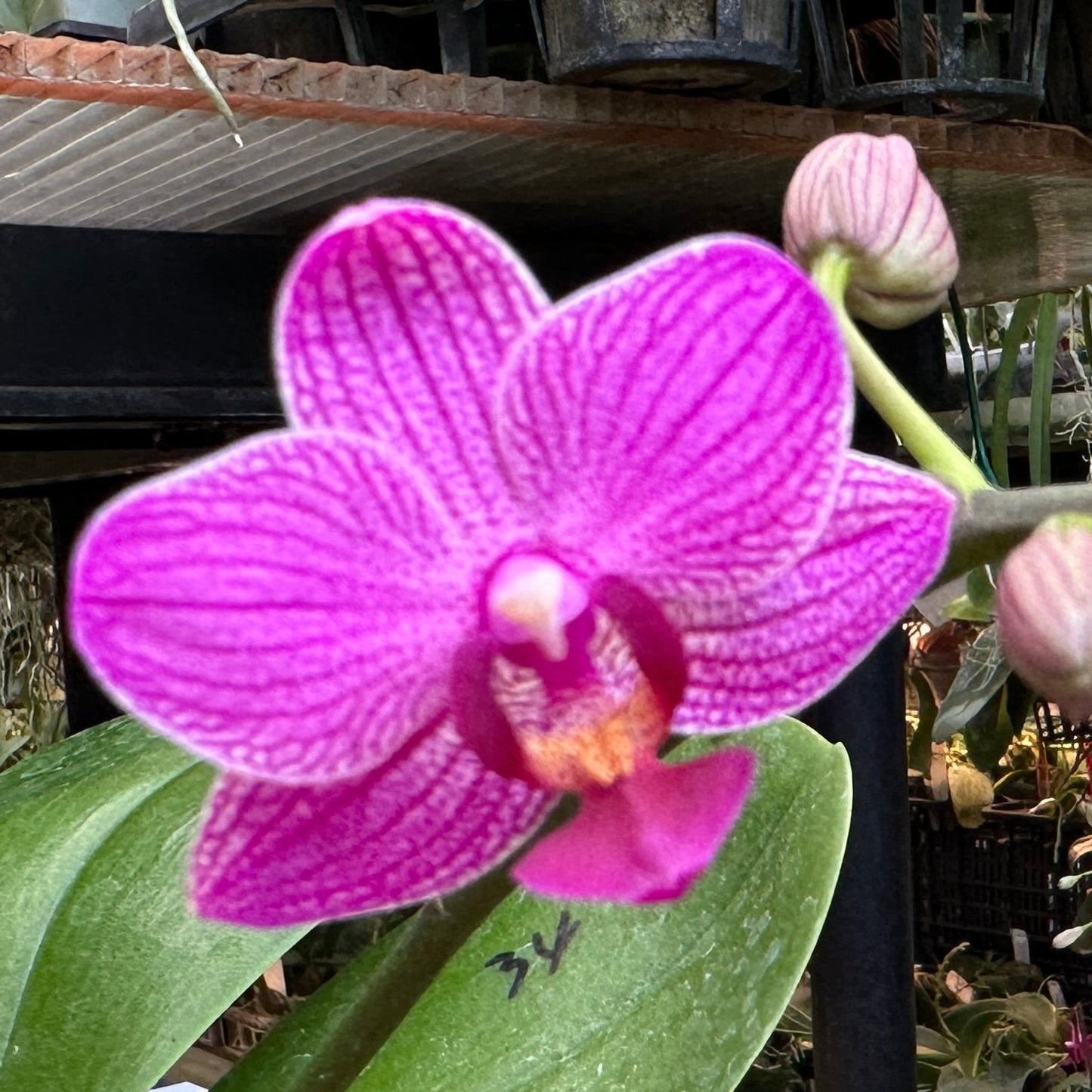 Phalaenopsis Mituo Vivien 230902