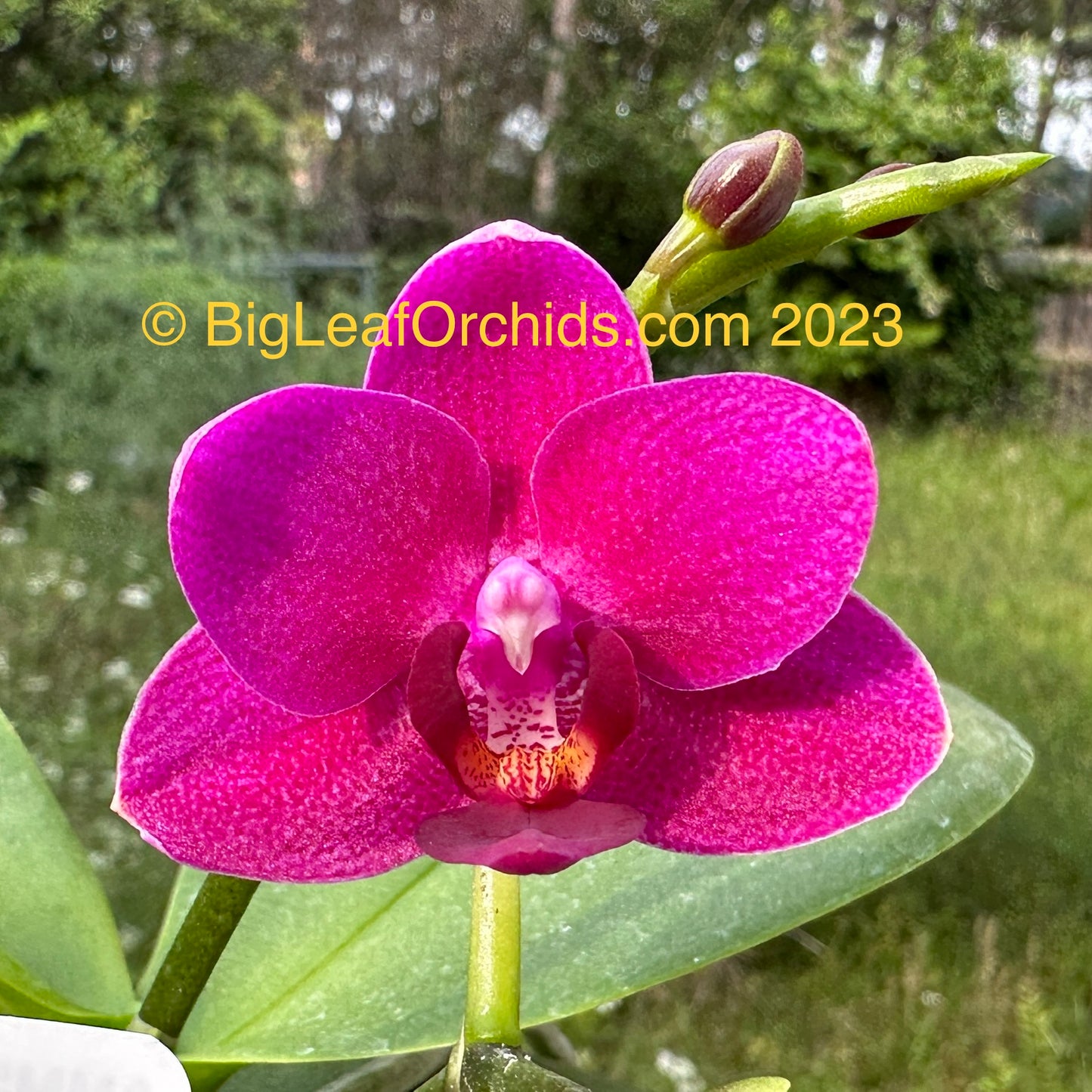 Phalaenopsis Mituo Special Vivien - Seedling