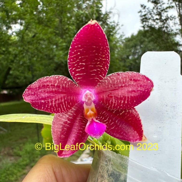 Phalaenopsis (Zheng Min Etching × Brother Ambo Passion) Seedling