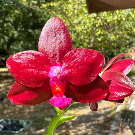 Phalaenopsis Mituo R-King 'Mituo' 230811 Flowering