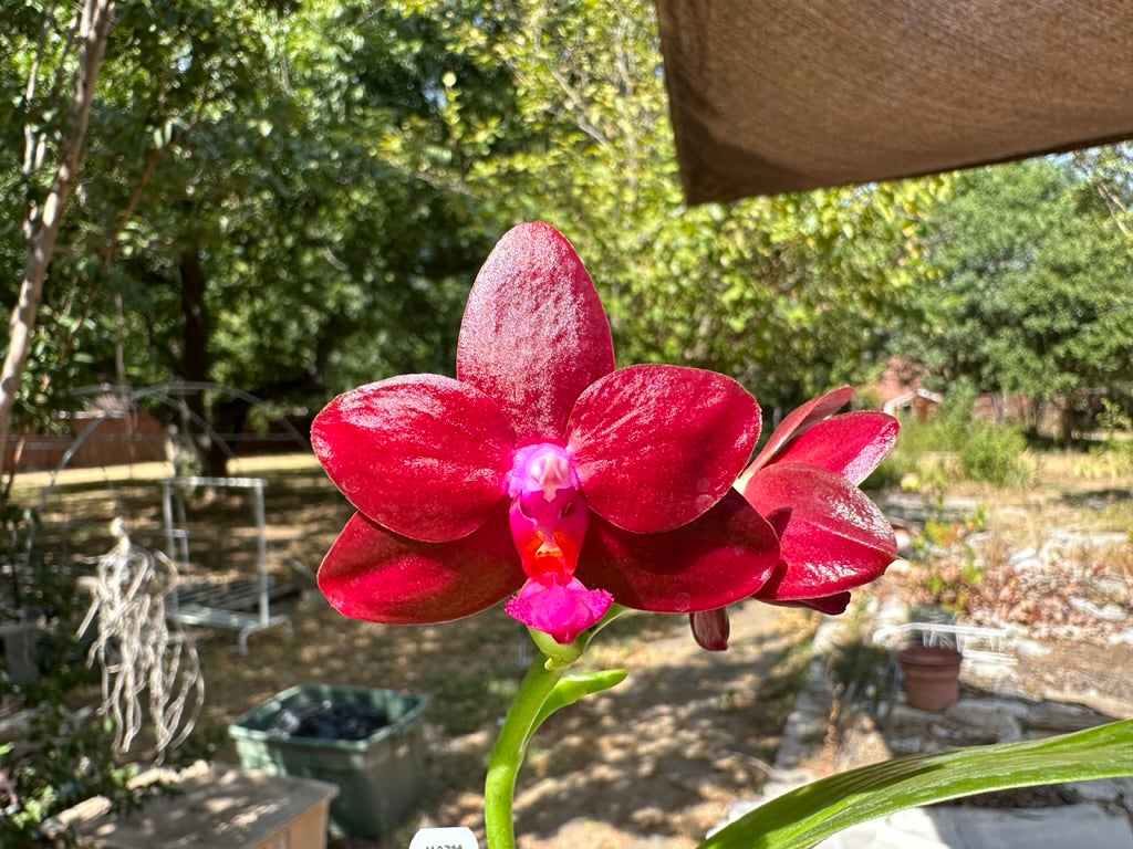 Phalaenopsis Mituo R-King 'Mituo'