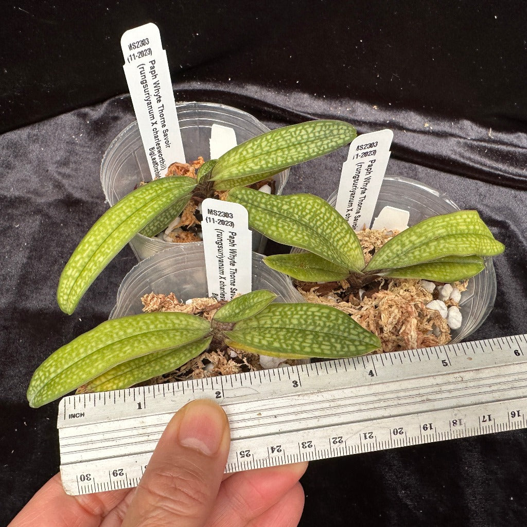 Paphiopedilum Whyte Thorne Savoir (rungsuriyanum x charlesworthii)