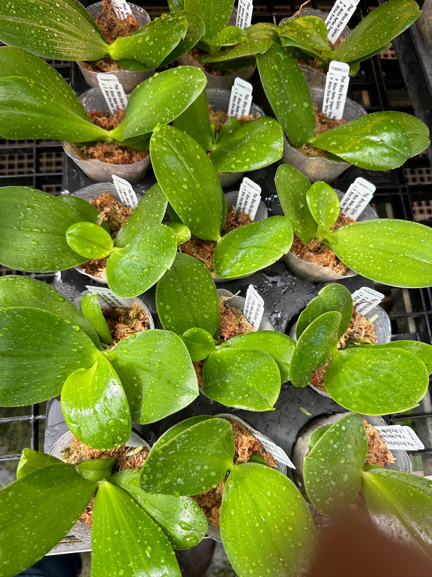 Phalaenopsis Mituo Blue Sphinx - Seedlings