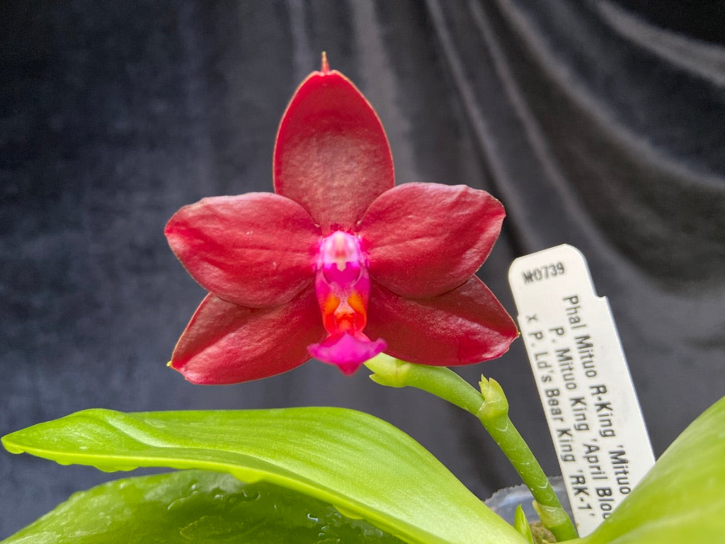 Phalaenopsis Mituo R-King 'Mituo' 230811 Flowering
