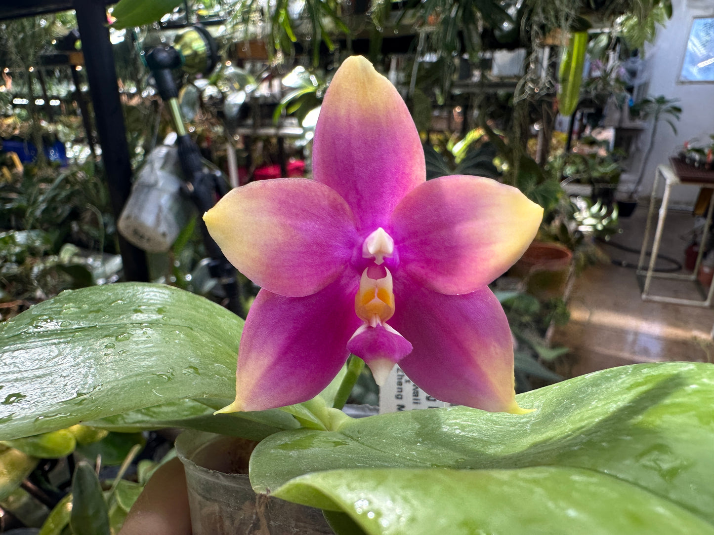Phalaenopsis Zheng Min Neon 'Peter #7' 231114 Flowering