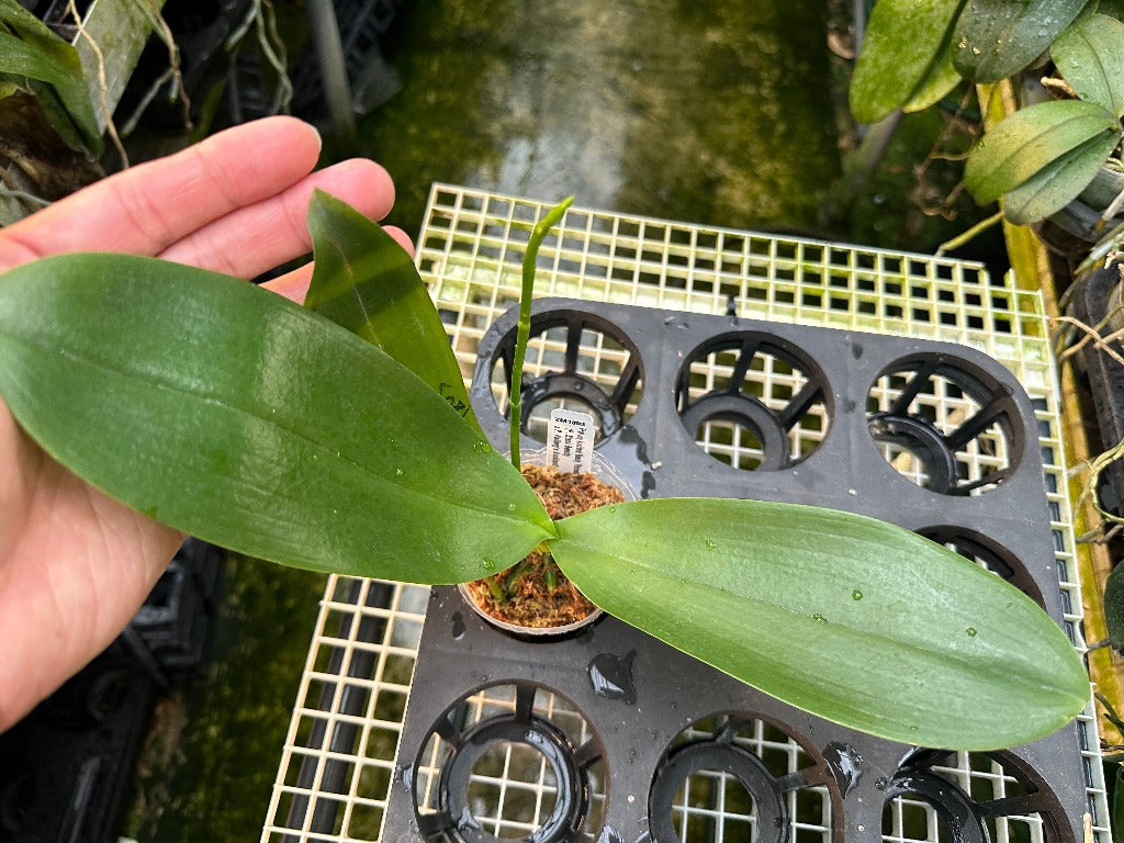 Phalaenopsis Joy Auckland Beauty 'Palmeadow' HCC/AOS 231114 Spiking