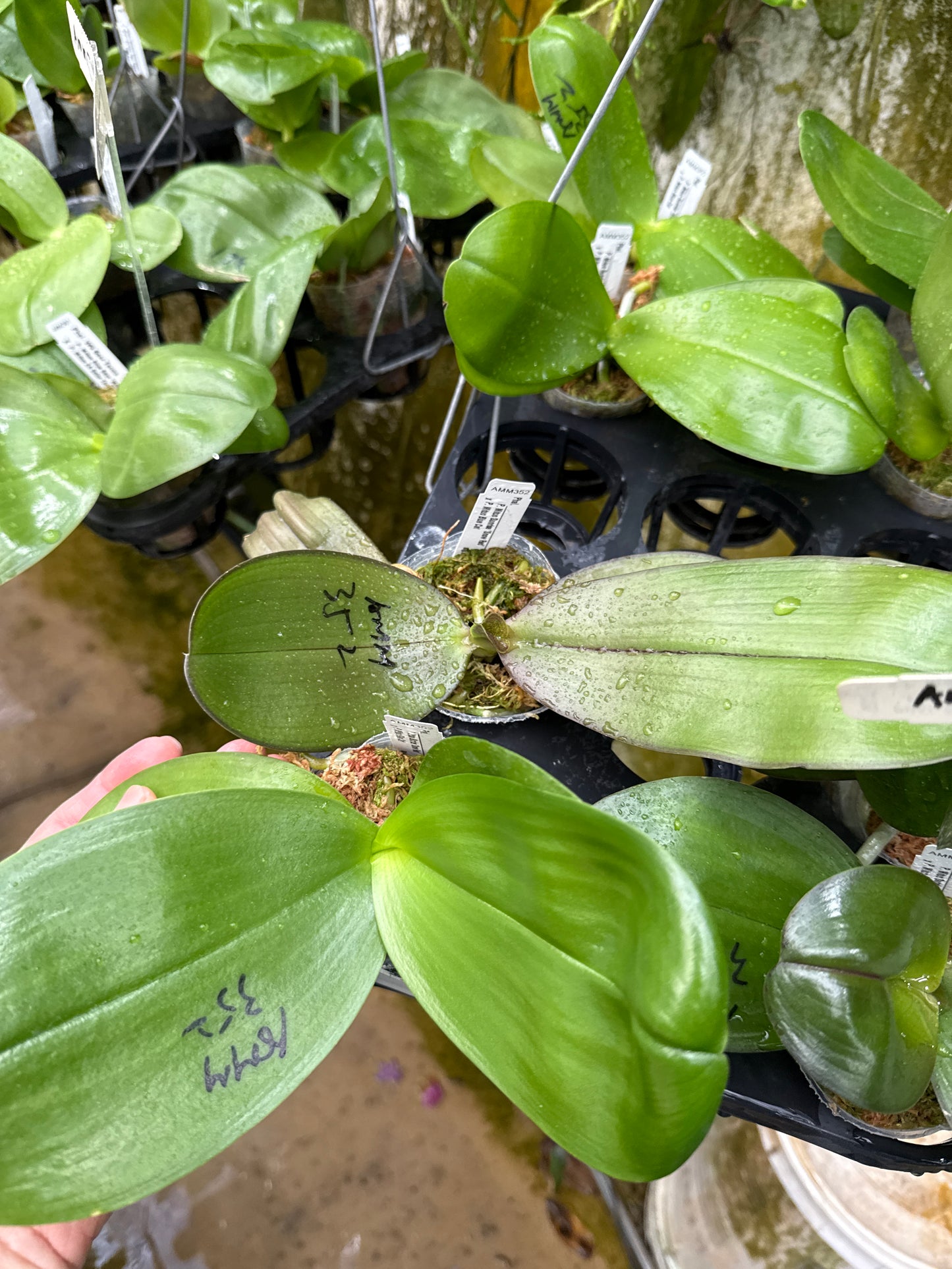 AMM352 Phalaenopsis (Mituo Sunrise 'Snow Red' X Mituo Blue Cat) - Seed Grown