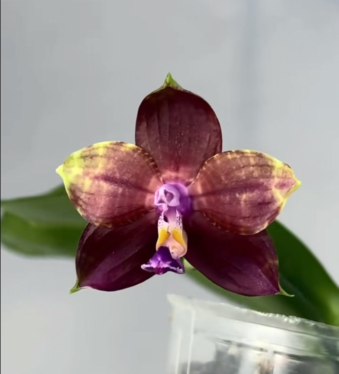 Phalaenopsis Mituo Obsidian 'Pluto'