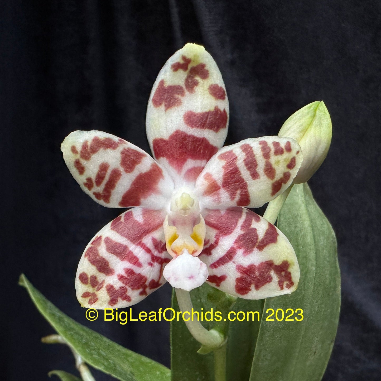 Phalaenopsis Gemstone's Double Ambo new seedlings