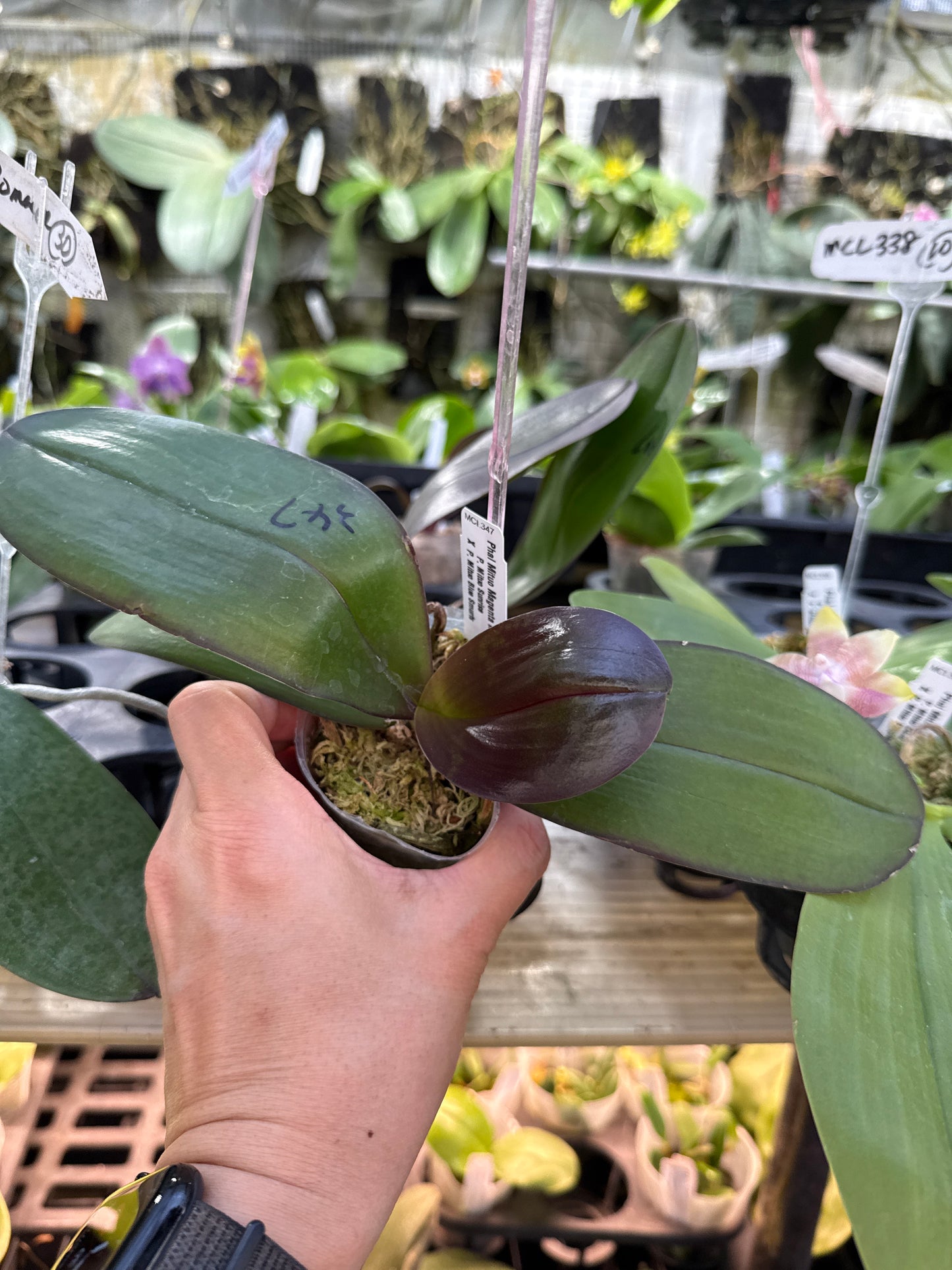 Phalaenopsis Mituo Magenta Mosaic 'Black Moth'