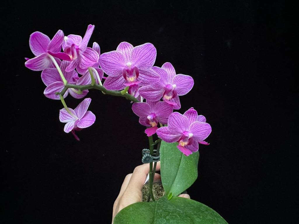 Phalaenopsis Mituo Vivien 230902