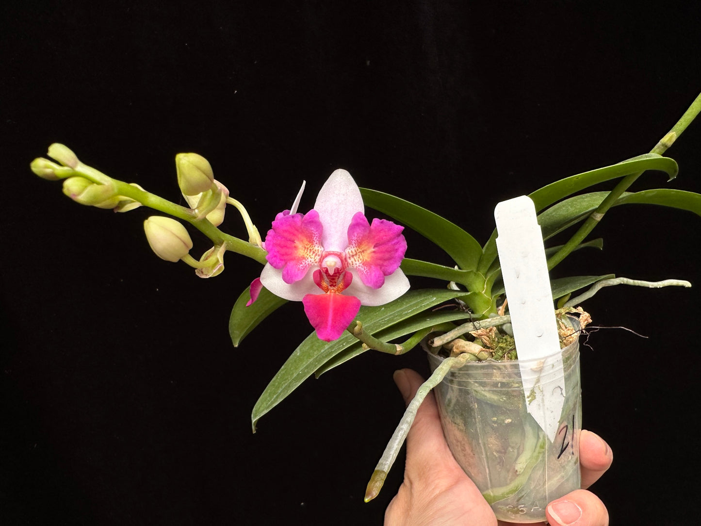 Phalaenopsis Liu's Berry 'Trinity' (Peloric)