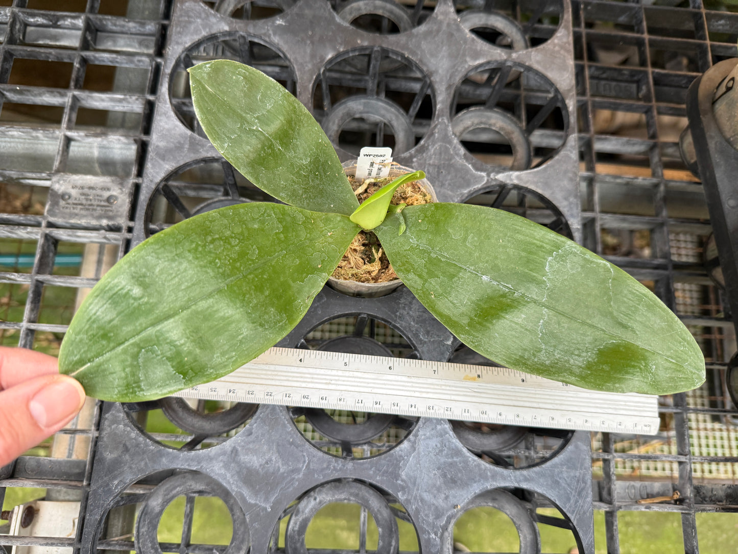 Phalaenopsis bellina f. delicata (Pink) x sib