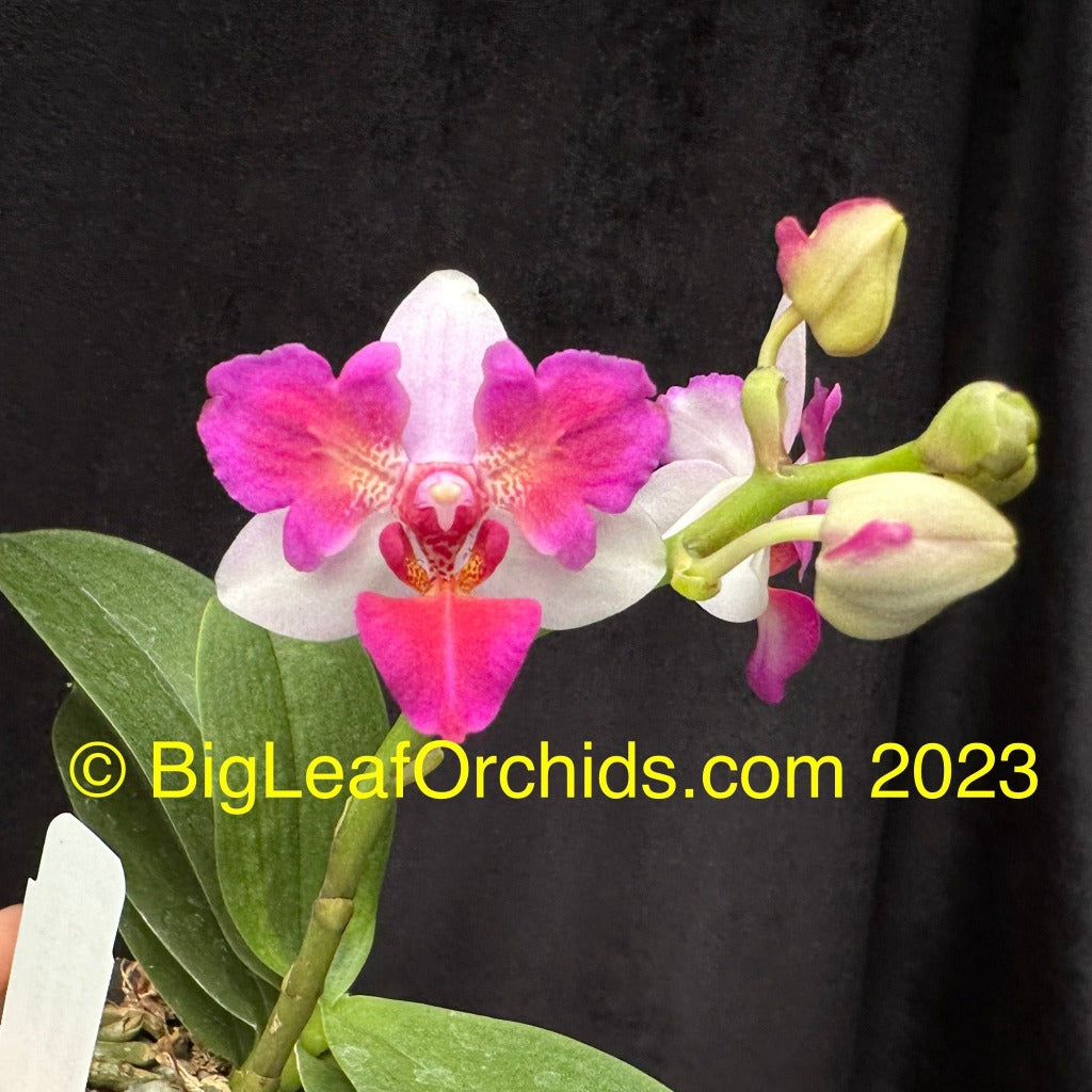 Phalaenopsis Liu's Berry 'Trinity' (Peloric)