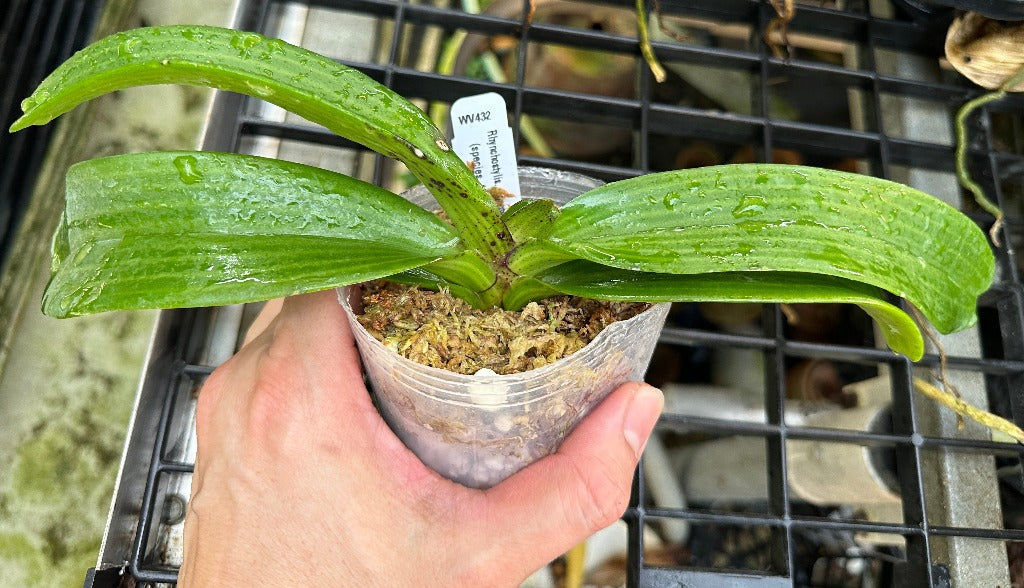 Rhynchostylis gigantea (Red Spots) x sib