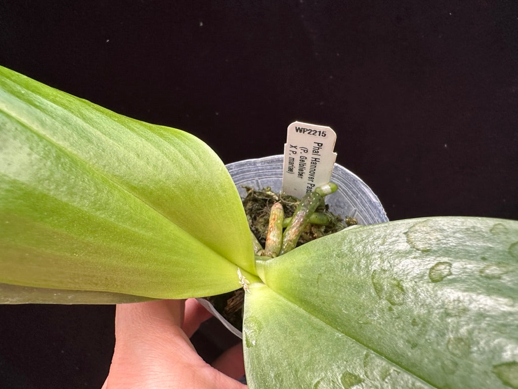 Phalaenopsis Hannover Passion 'Wilson' 230629 Spiking