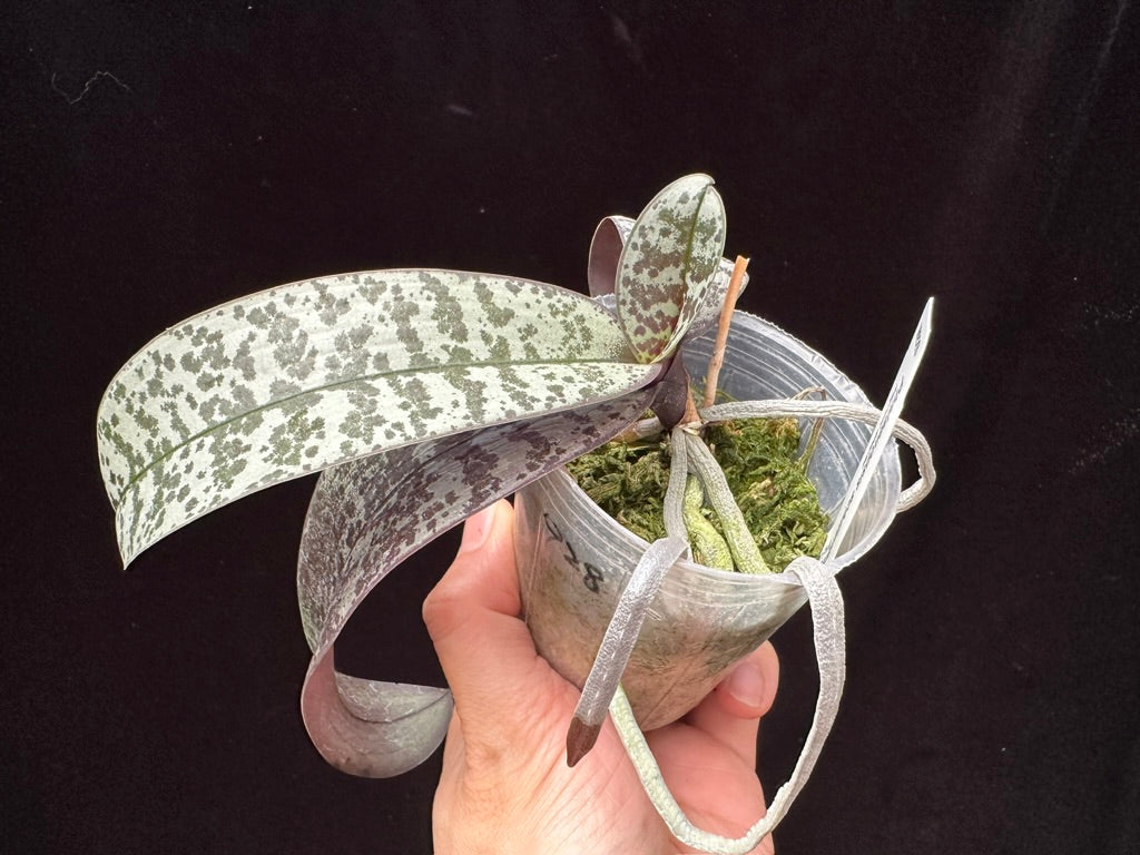 Phalaenopsis schilleriana 'M928'