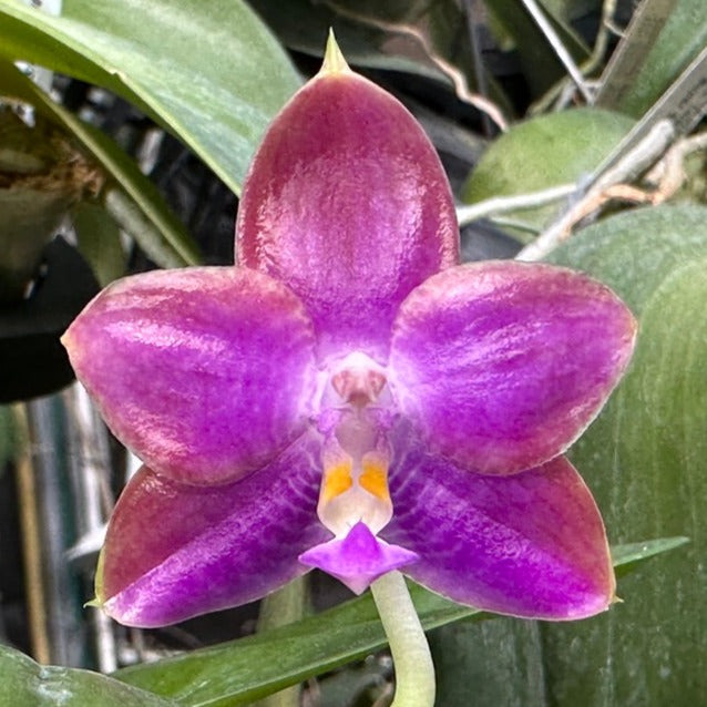 Phalaenopsis Mituo Blue Frog - Seedling