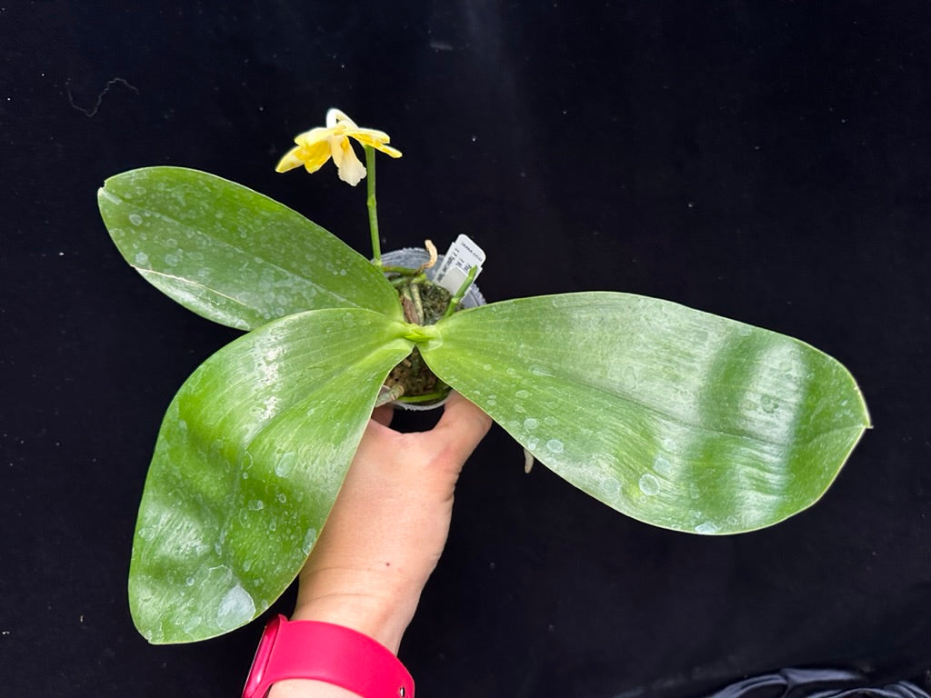 Phalaenopsis Yaphon Love Song 'Yellow #2' Flowering 230811
