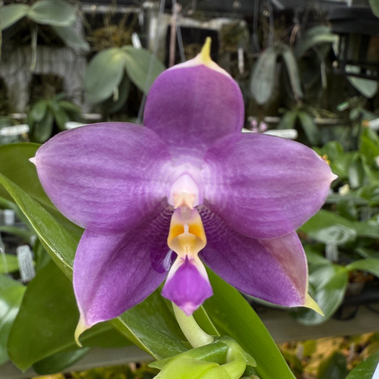 Phalaenopsis Mituo Purple Dragon ‘Night Ocean’ 夜海 Flowering