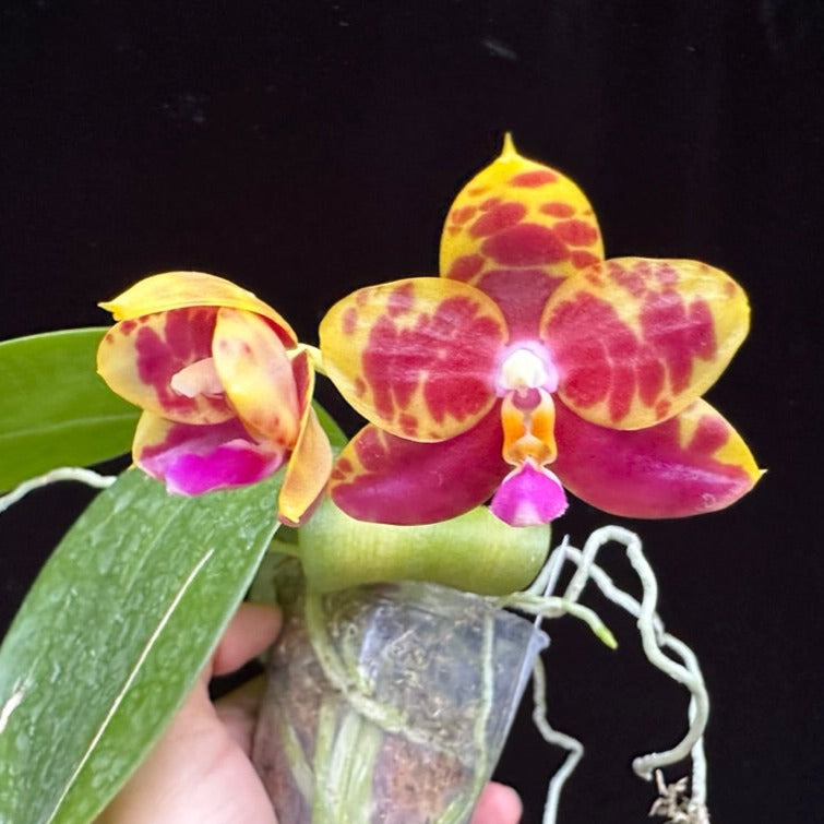 Phalaenopsis Yin's Yew - Seedling