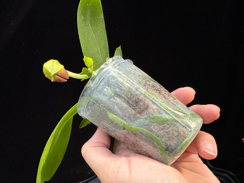 Phalaenopsis Mituo Princess 'Blue #1' 230810 Flowering