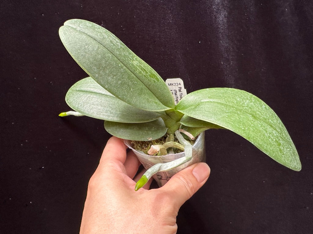 Phalaenopsis Younghome Purple Baby '06101'