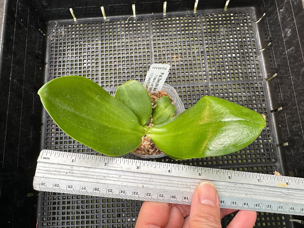 Phalaenopsis Zheng Min Gold - Seedlings