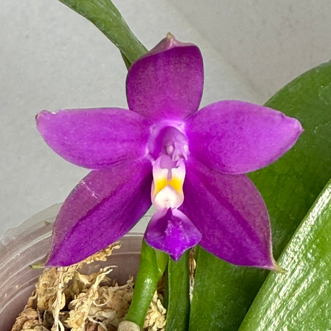 Phalaenopsis Pylo's Becky (Seed Grown)