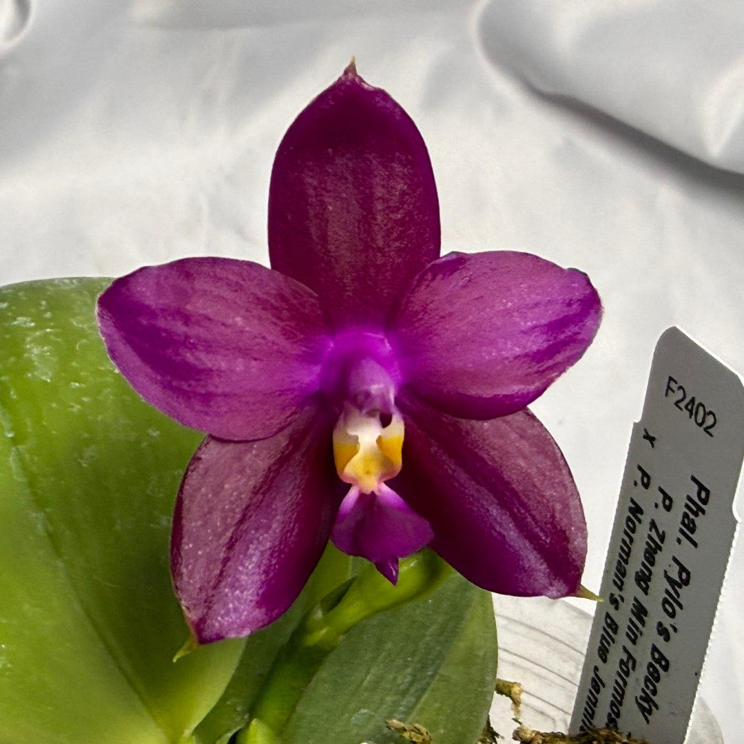 Phalaenopsis Pylo’s Becky – Rare Seed-Grown Orchid for Collectors- Flowering