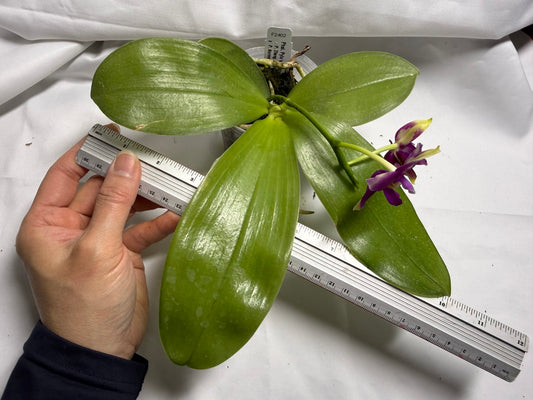 Phalaenopsis Pylo's Becky 260419 Flowering