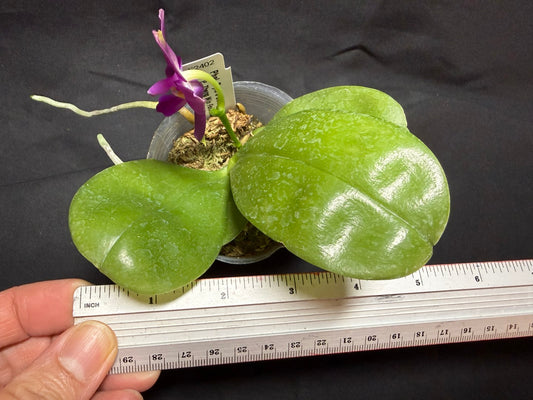 F2402 Phalaenopsis Pylo's Becky 260825 Flowering