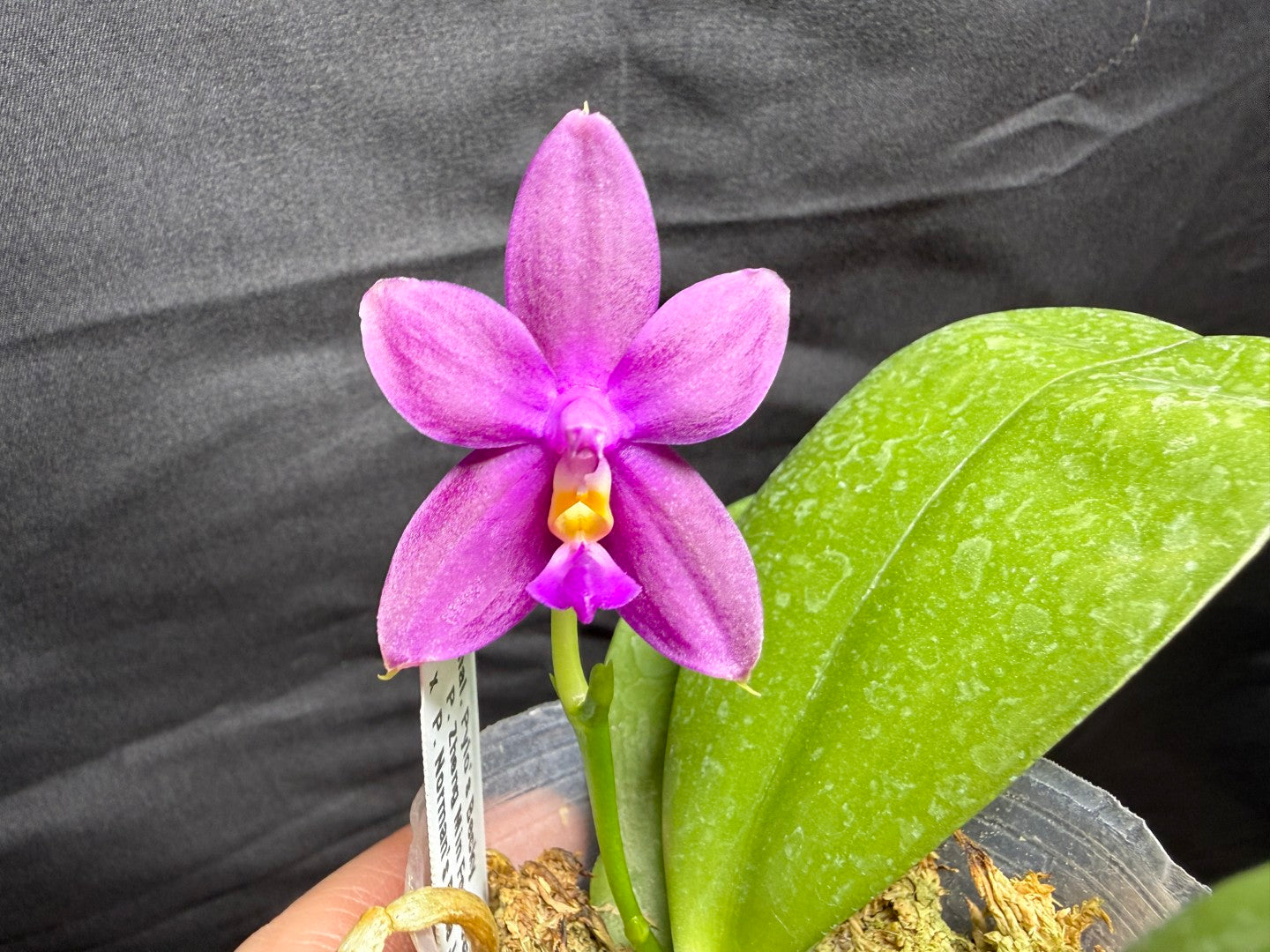 F2402 Phalaenopsis Pylo's Becky 260825 Flowering