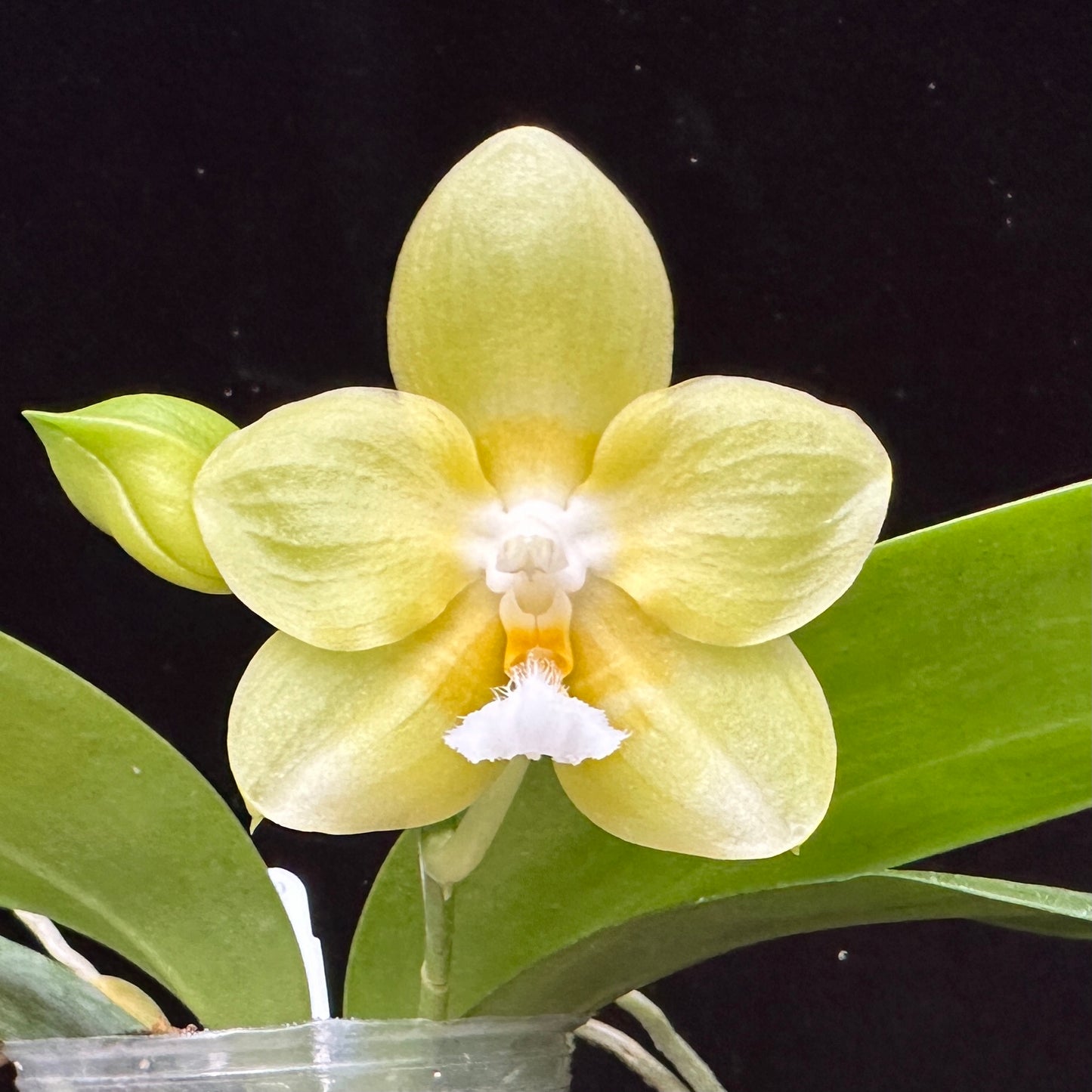 Phalaenopsis Zheng Min Gold - Seedlings