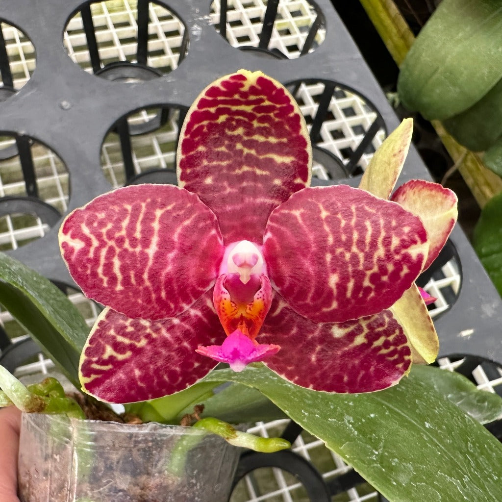 Phalaenopsis Perfection Is 'Chen' FCC/AOS 240302 Flowering – Big