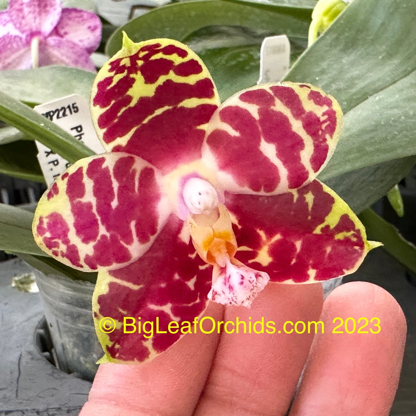 Phalaenopsis Hannover Passion 'Wilson' 230629 Spiking